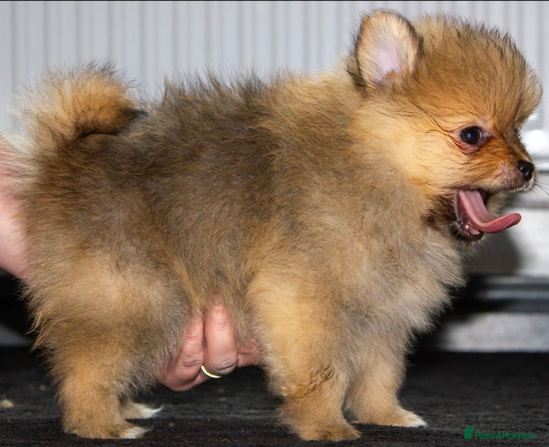 Pomeranian dogs for sale: Beautiful pomeranian pups in Houghton le Spring - Image 30