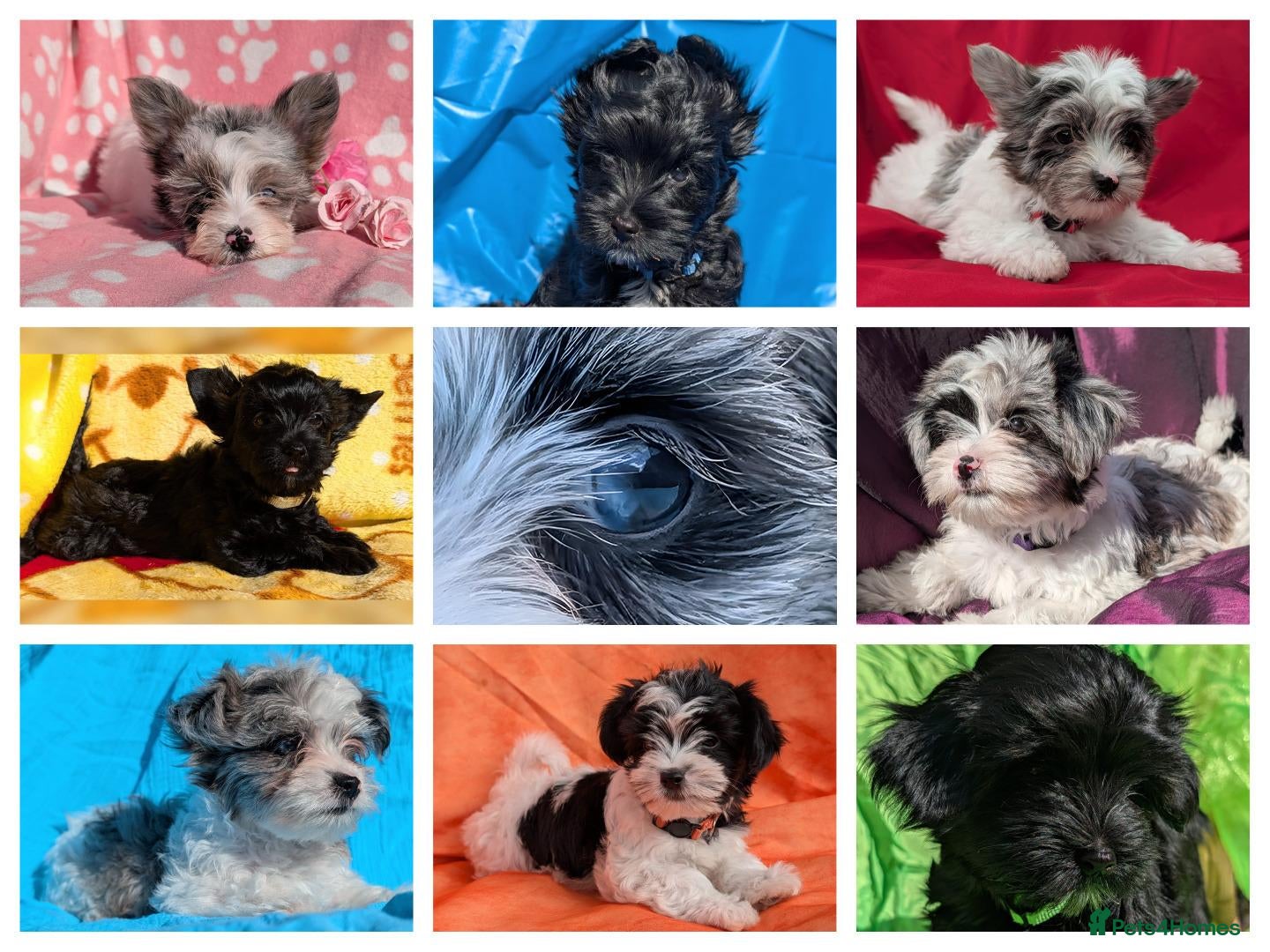 Yorkshire Terrier dogs Stunning Yorkshire Litter of Unique Colours - Advert 6