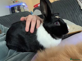 Mixed Breed rabbits Bunny in need of loving home - Advert 13