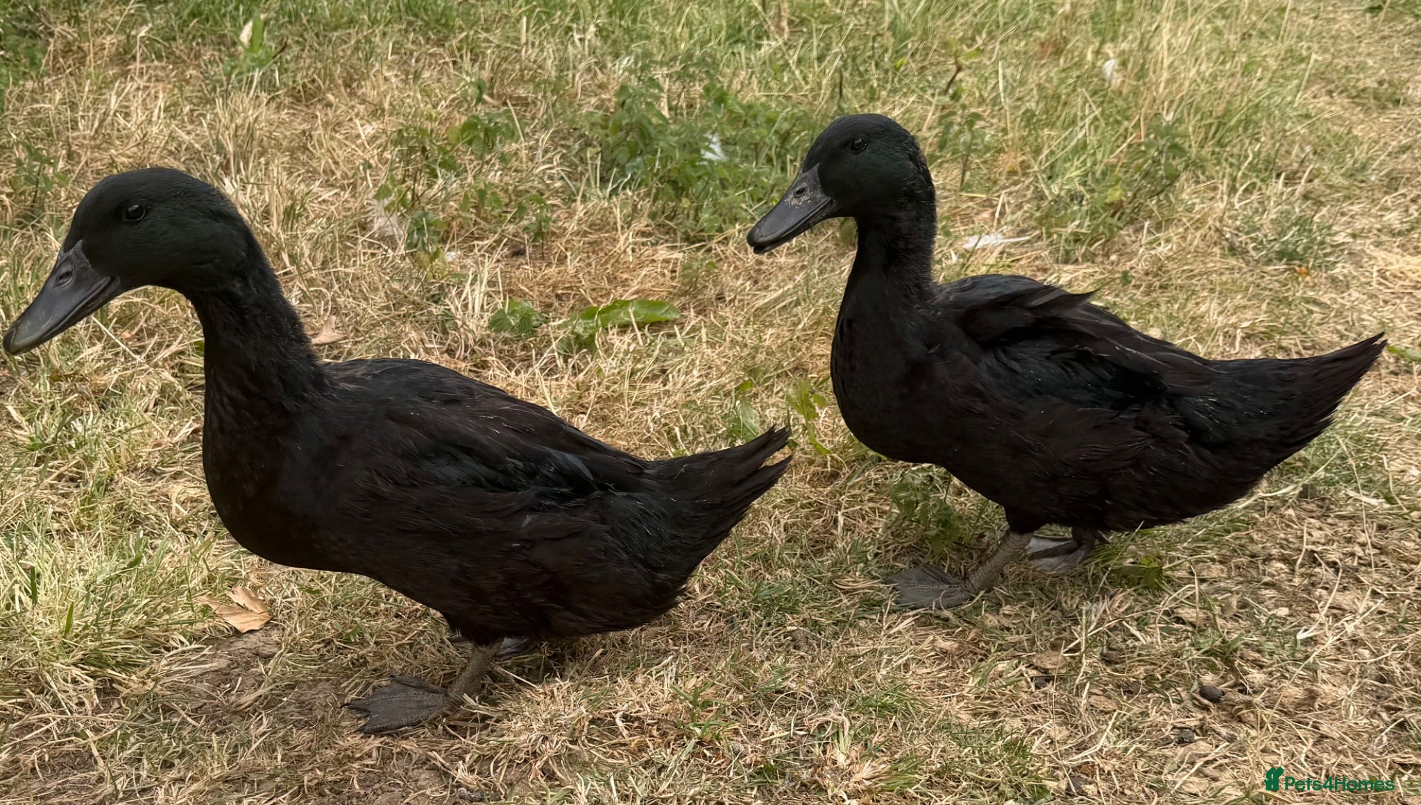 Geese poultry Young runner ducks and Cayuga cross ducks  - Advert 15