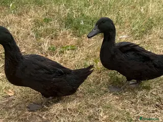 Geese poultry Young runner ducks and Cayuga cross ducks - Advert 15