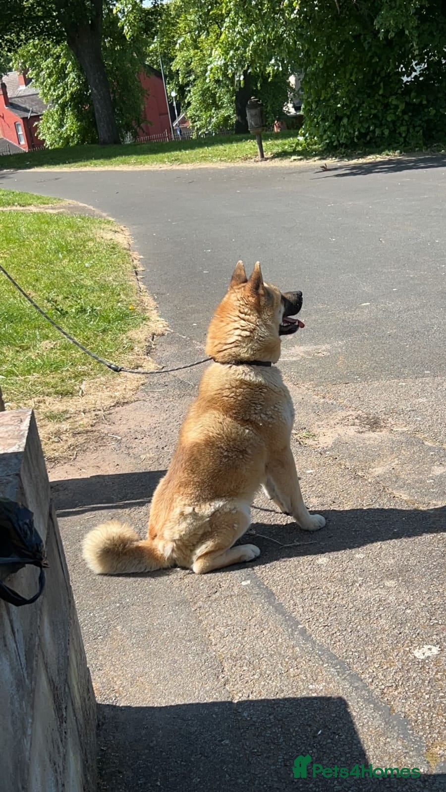 Japanese Akita Inu dogs Strong Mix Breed Akita Looking For New Home - Advert 1