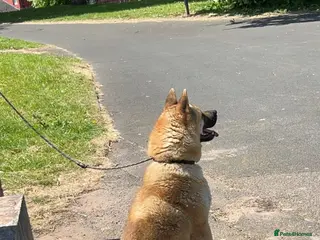 Japanese Akita Inu dogs Strong Mix Breed Akita Looking For New Home - Advert 1