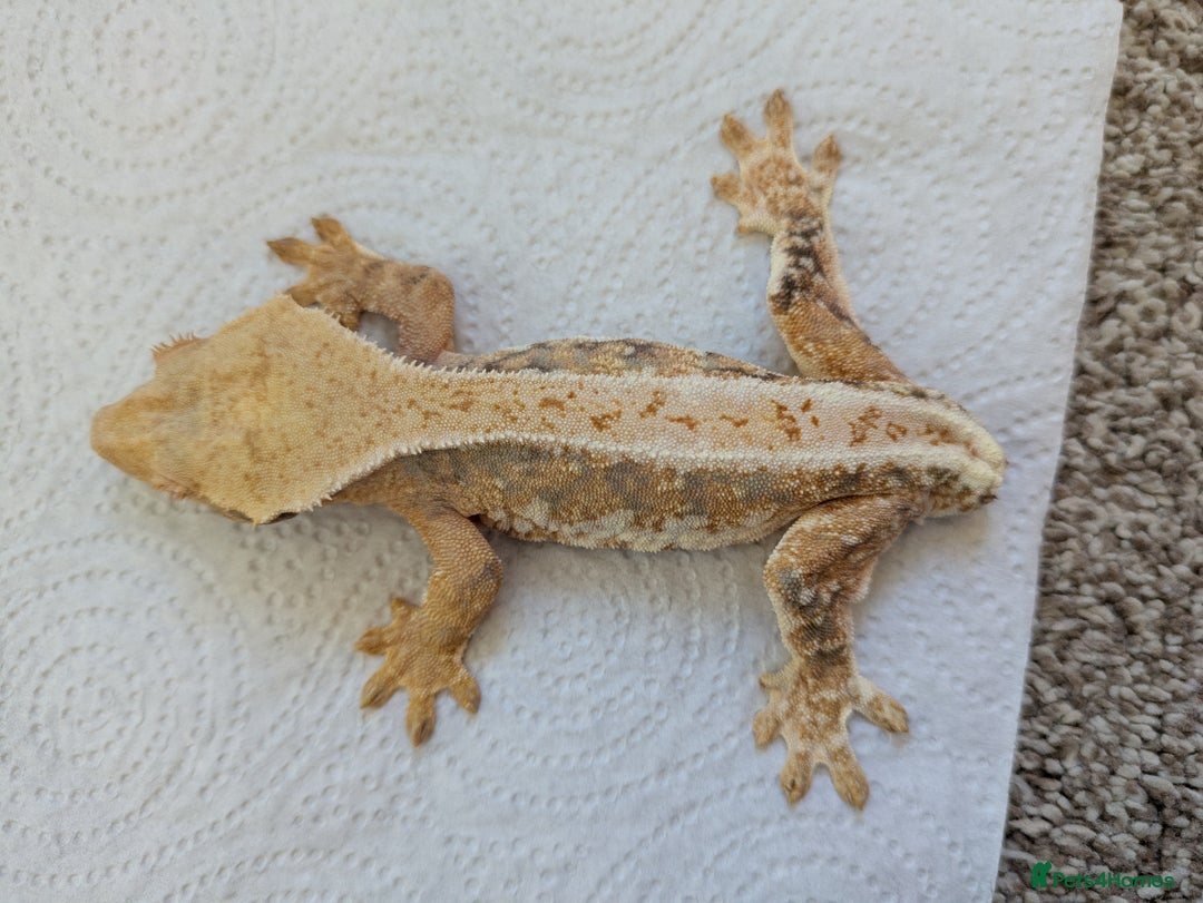 Gecko reptiles for sale: Beautiful Female Crested Geckos    - Image 9