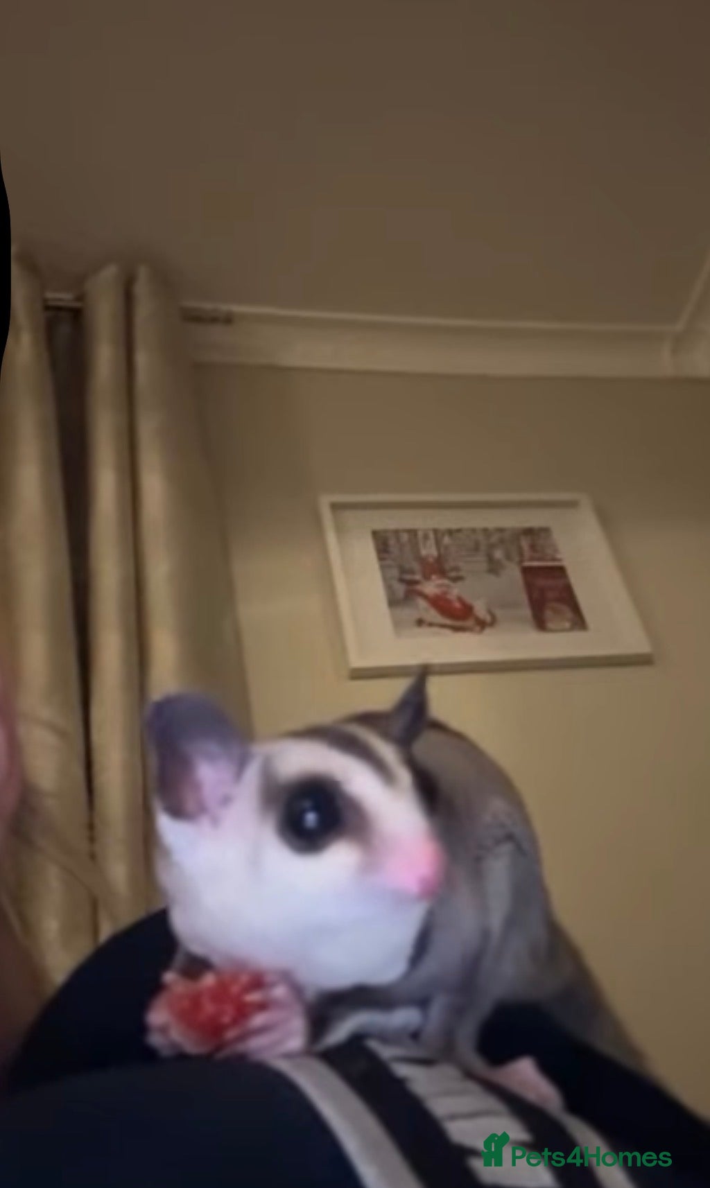 Sugar Glider rodents for sale: Sugar gliders and cage  - Advert 2