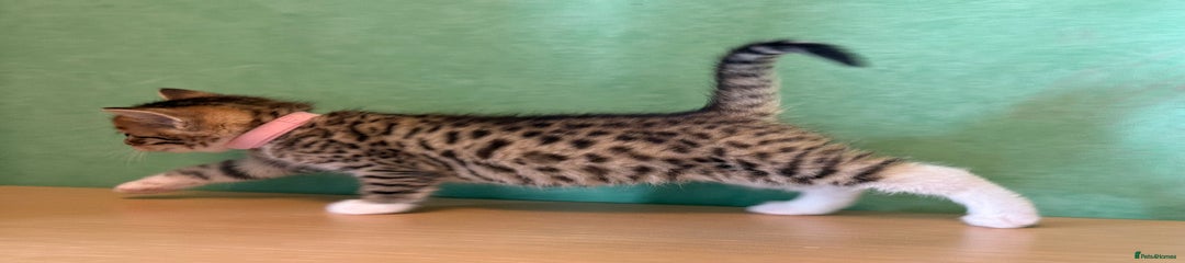 Mixed Breed Kitten 3