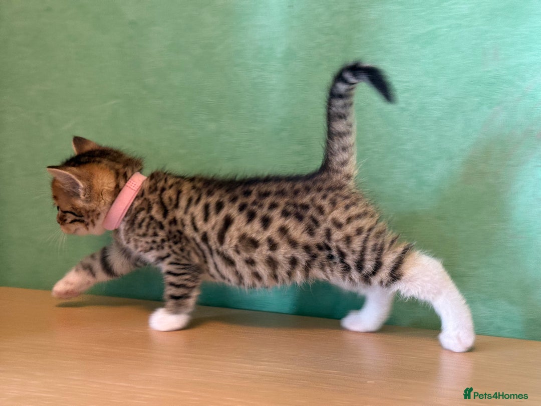 Mixed Breed cats for sale: Unique mix - Bengal x Maine Coon - Image 2