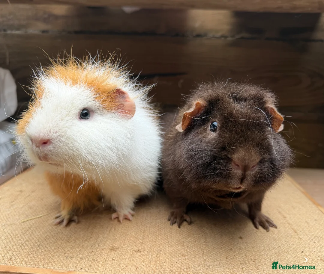 Guinea Pig rodents for sale: Loving boys 💙 - Advert 2