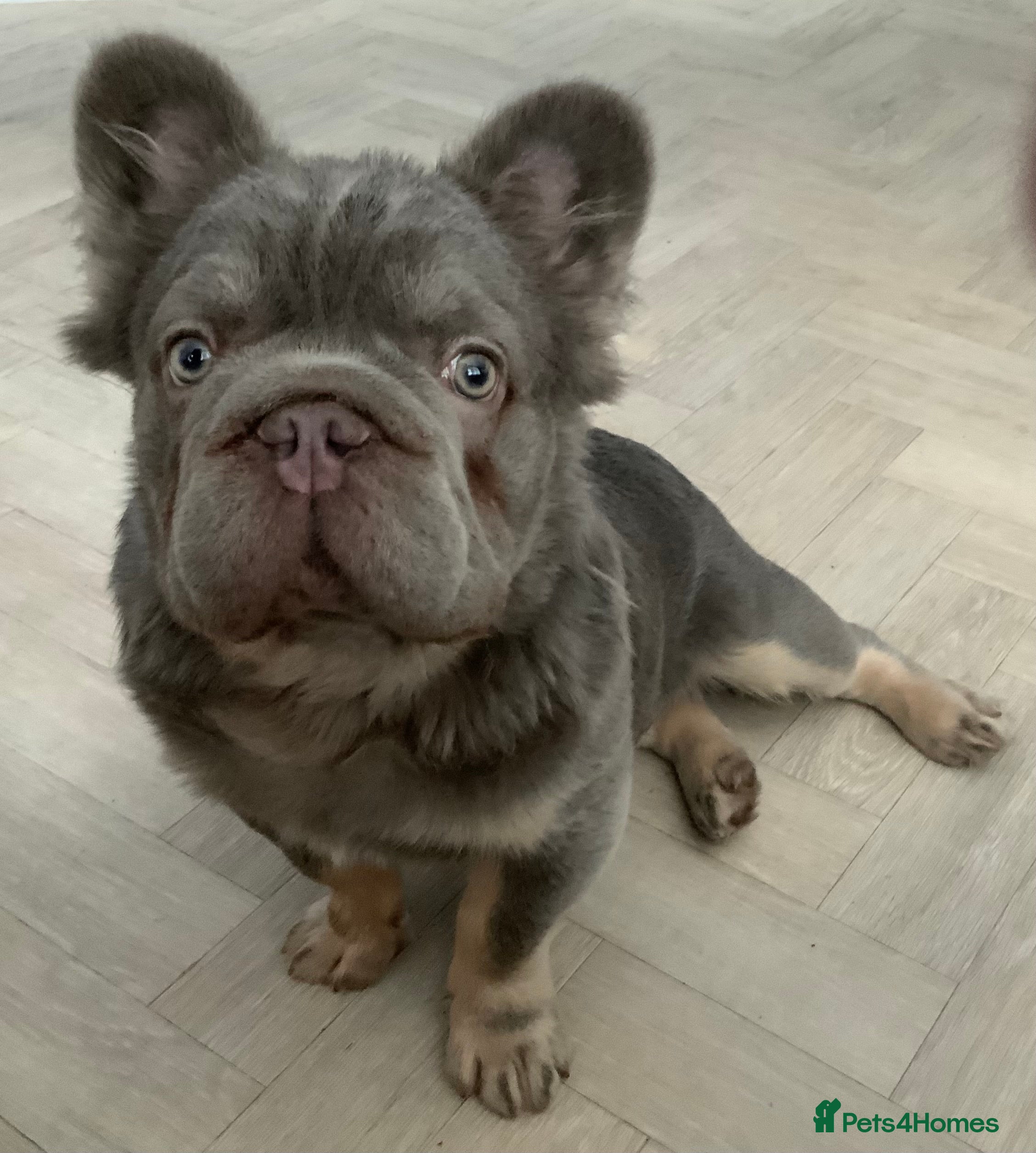 French Bulldog dogs Fluffy Blue French Bulldog - Advert 1