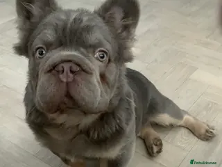 French Bulldog dogs Fluffy Blue French Bulldog - Advert 1