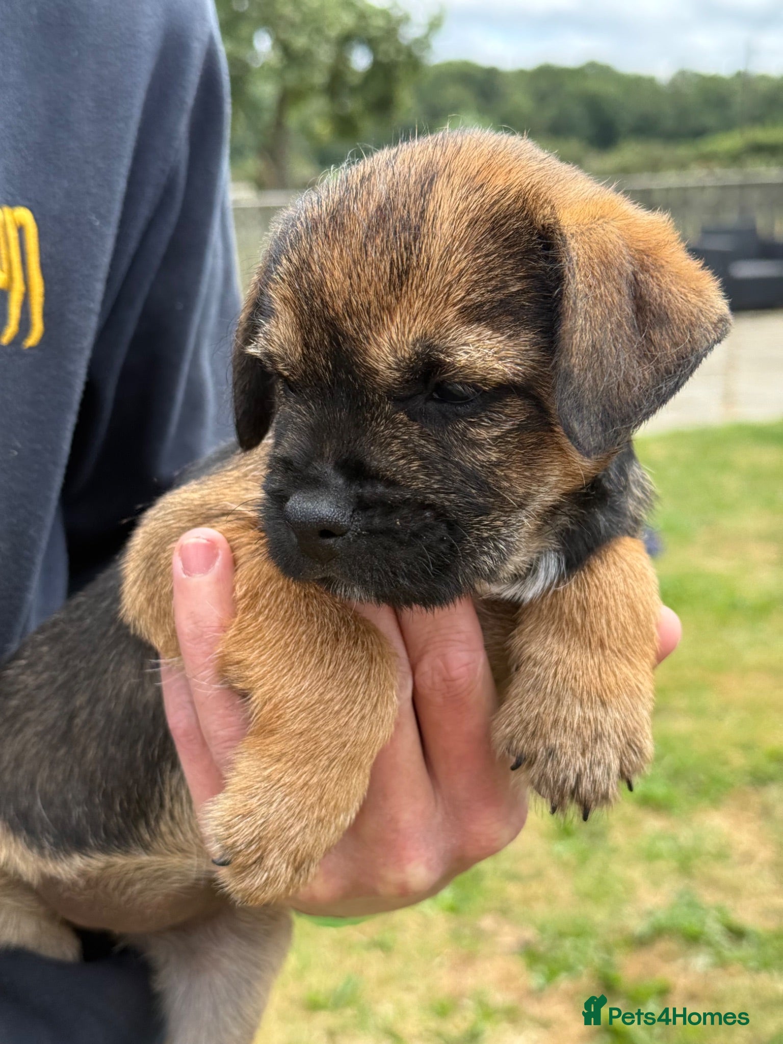 Border Terrier dogs 🧡 3 Girls💕Fantastic KC Border Terriers 🧡 - Advert 2