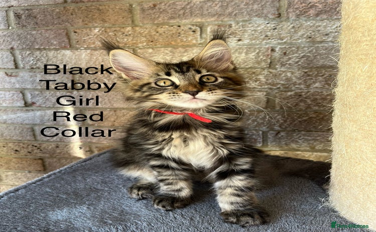 Maine Coon cats - Advert 10