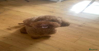 Miniature Poodle dogs - Advert 2