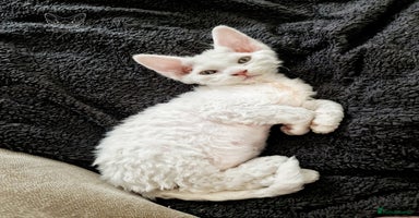 Devon Rex cats - Advert 3