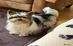 Biewer Terrier dogs for sale: Gorgeous Biewer Terrier puppies  - Image 9