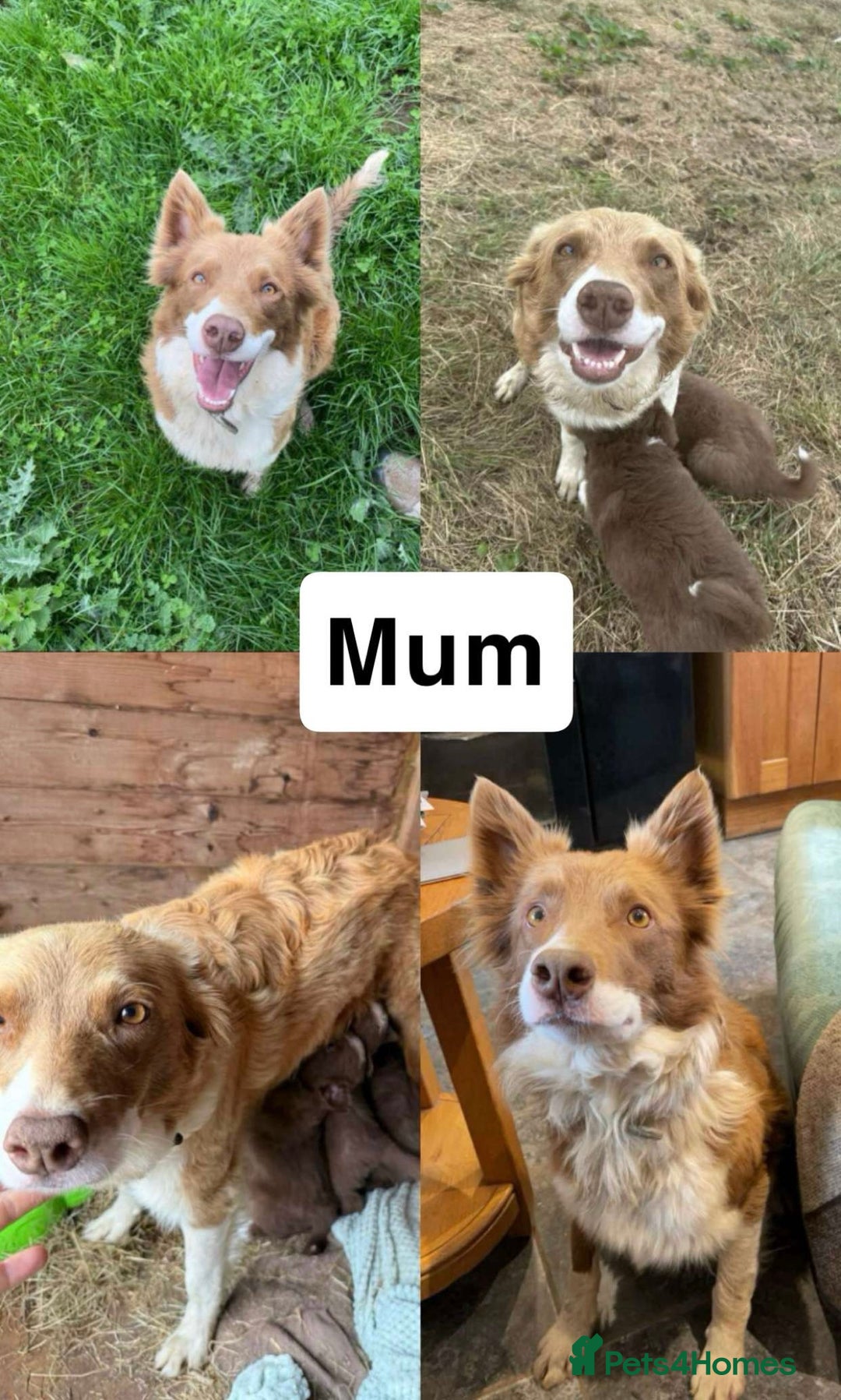 Border Collie dogs for sale: Working red/brown border collie pups 1 BOY LEFT - Image 11