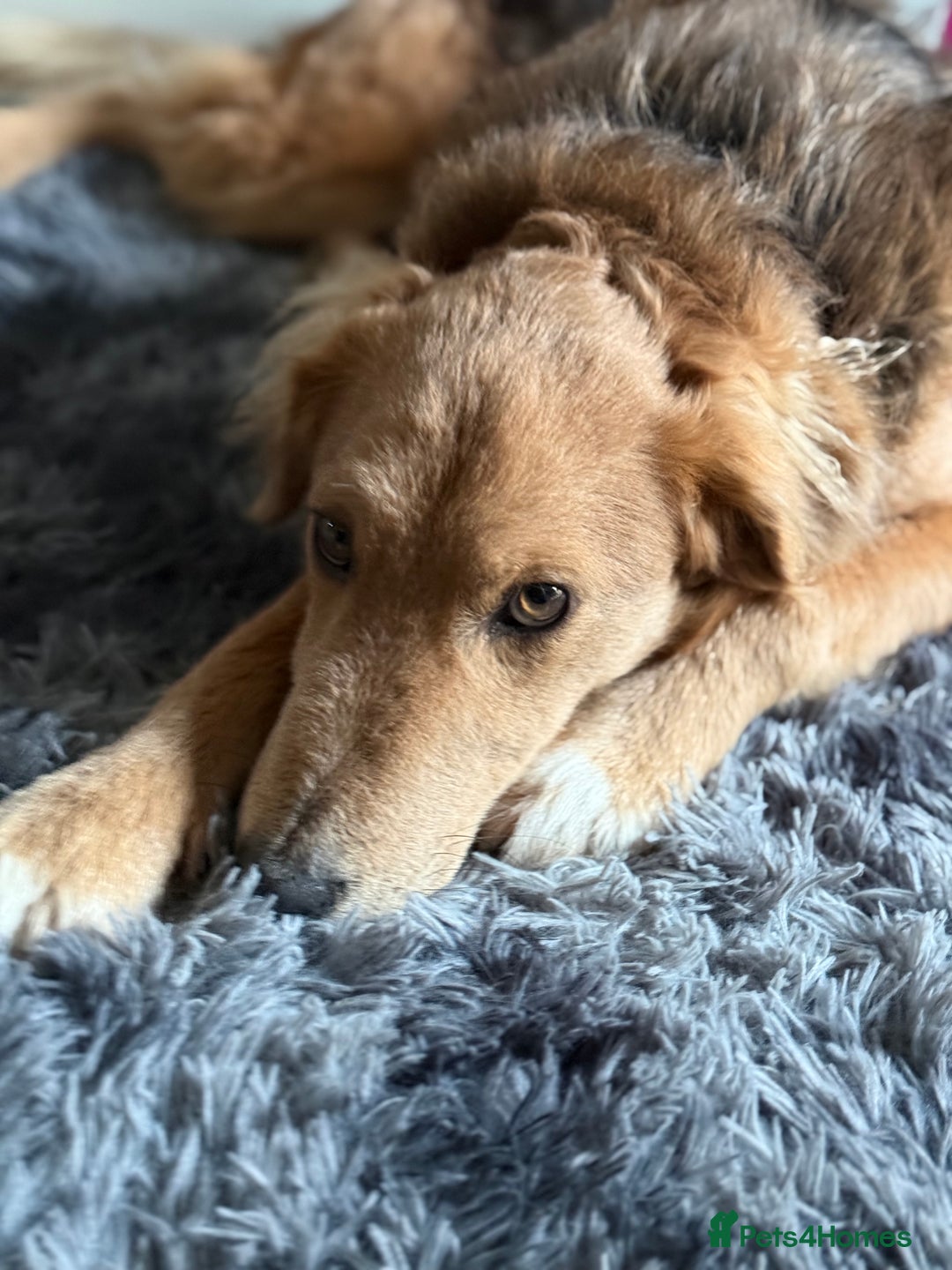 Mixed Breed dogs for adoption: Sweet Nathan Is looking for Love  - Image 12