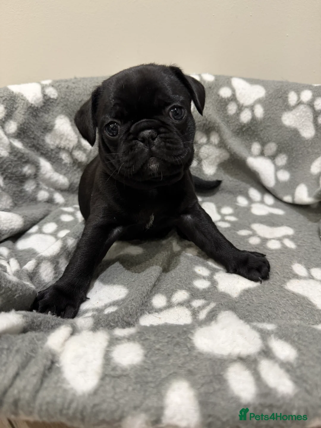 Frug dogs for sale: Beautiful Frug Puppies - Advert 5