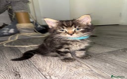 Mixed Breed cats for sale: Beautiful Kittens for sale!  - Image 2