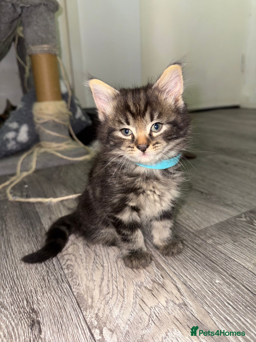 Mixed Breed cats for sale: Beautiful Kittens for sale!  - Image 2