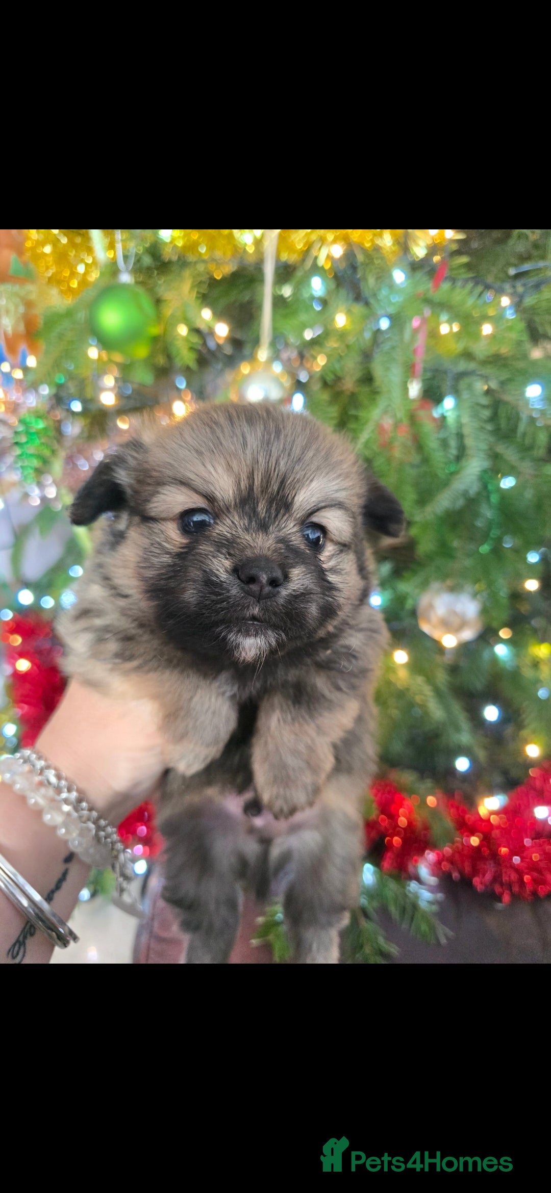 Mixed Breed dogs Tiny  **  Yorkiepom boy ready on 16th December  - Advert 19