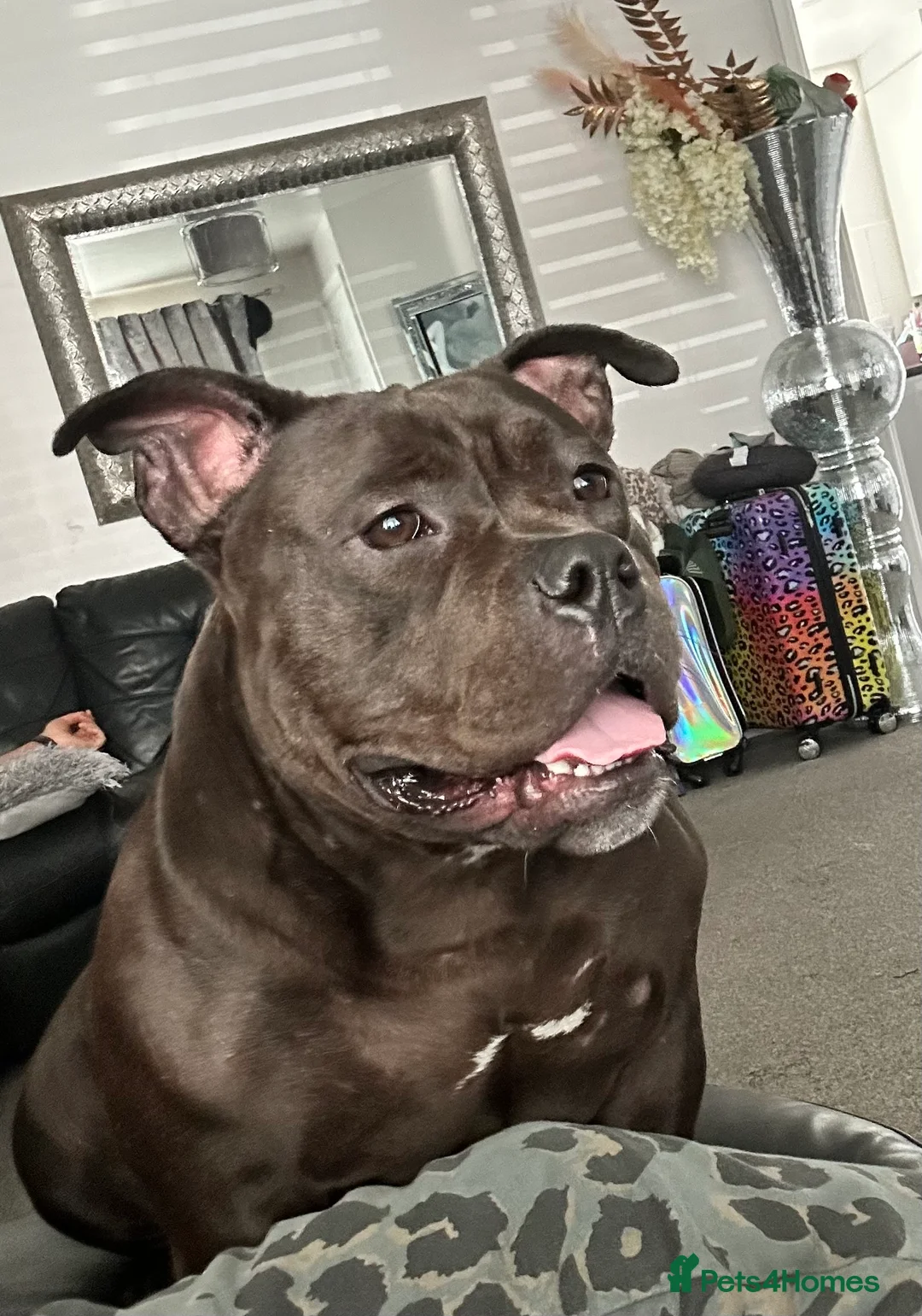 American Bully dogs for sale: Needs a genuine loving home..  in Peterlee - Advert 7