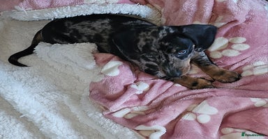 Miniature Dachshund dogs Miniature Dachshunds Puppies - Advert 8