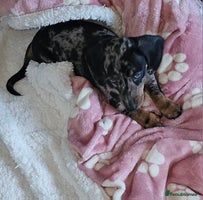 Miniature Dachshund dogs Miniature Dachshunds Puppies - Advert 8