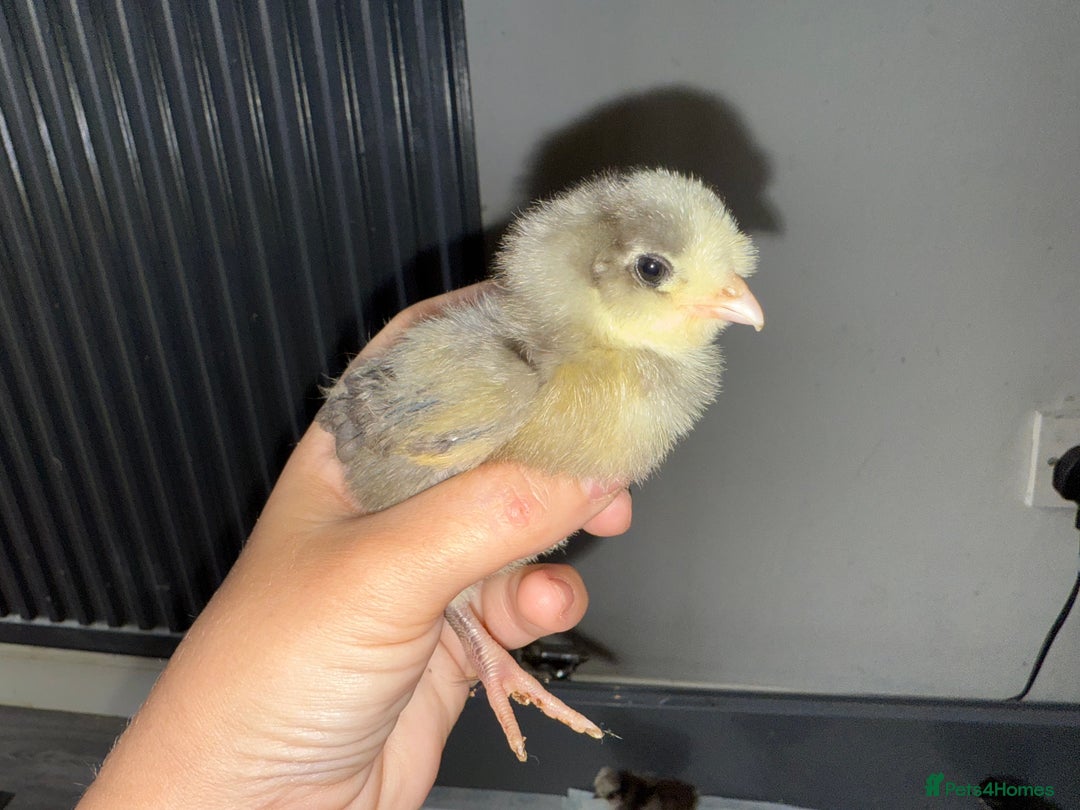 Chickens poultry for sale: Mixed baby chicks  - Image 4