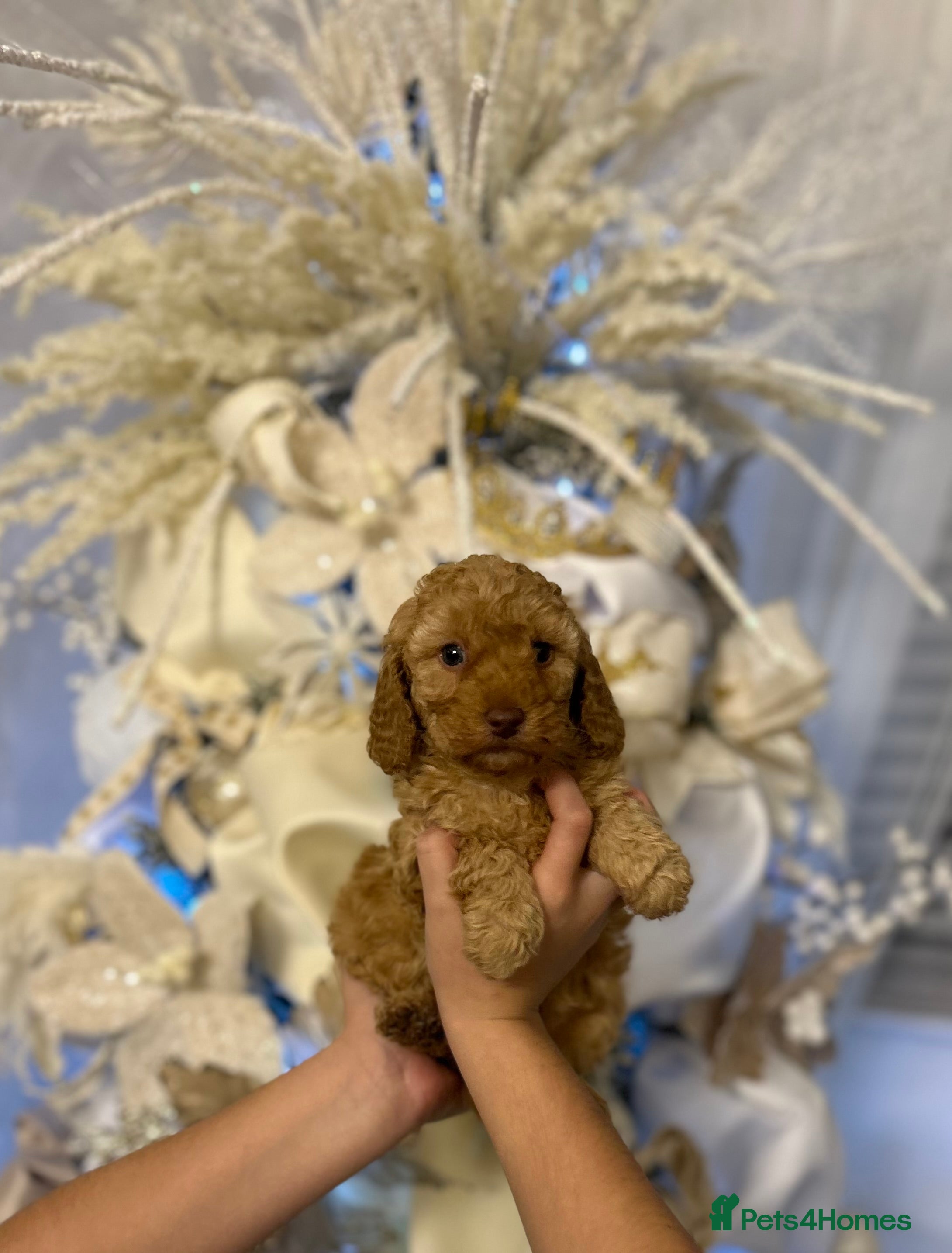 Toy Poodle dogs Toy poodle - Advert 2