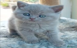 British Shorthair cats for sale: Gorgeous British short-hair kittens  - Image 10