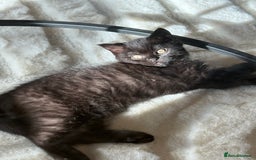 British Shorthair cats for sale: Fluffy Chocolate British Shorthair Kittens 🐾 - Image 18