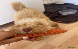 Miniature Poodle dogs for sale: Apricot miniature poodle  - Image 2