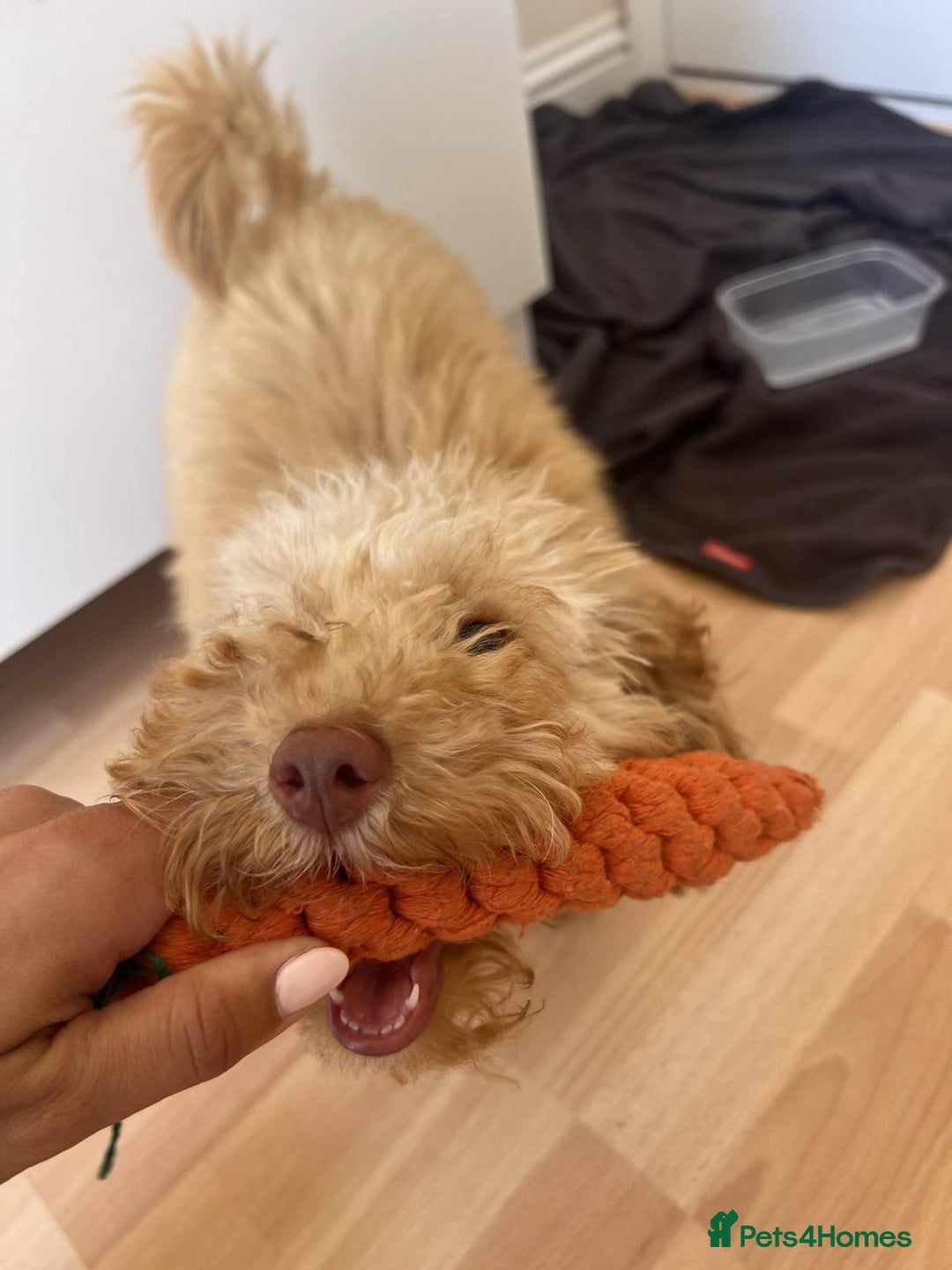 Miniature Poodle dogs for sale: Apricot miniature poodle  - Image 2