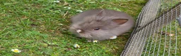 Lionhead rabbits for sale: Adorable baby purebred lionhead bunnies  - Advert 15
