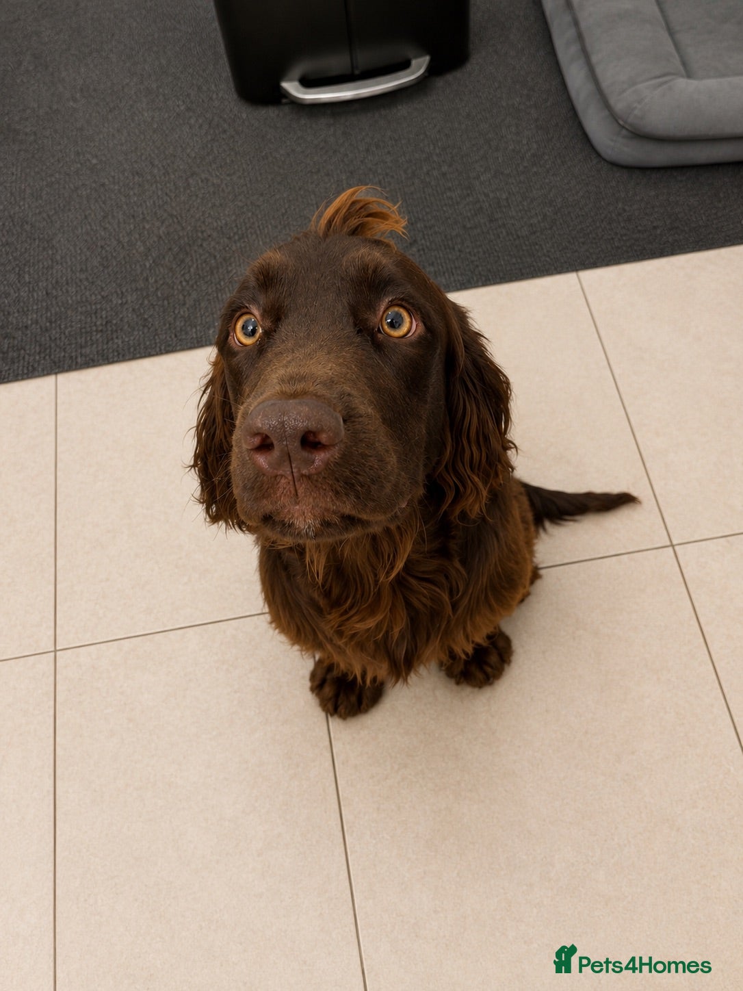 Mixed Breed dogs Sprockerdor looking for new home  - Advert 3