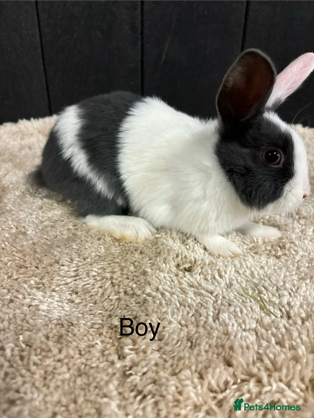 Mini Lop rabbits for sale: Stunning bunnies  - Advert 4