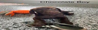 Chocolate Boy