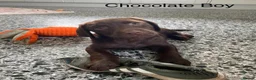 Labrador Retriever dogs for sale: Chunky Labrador Puppies - Advert 9