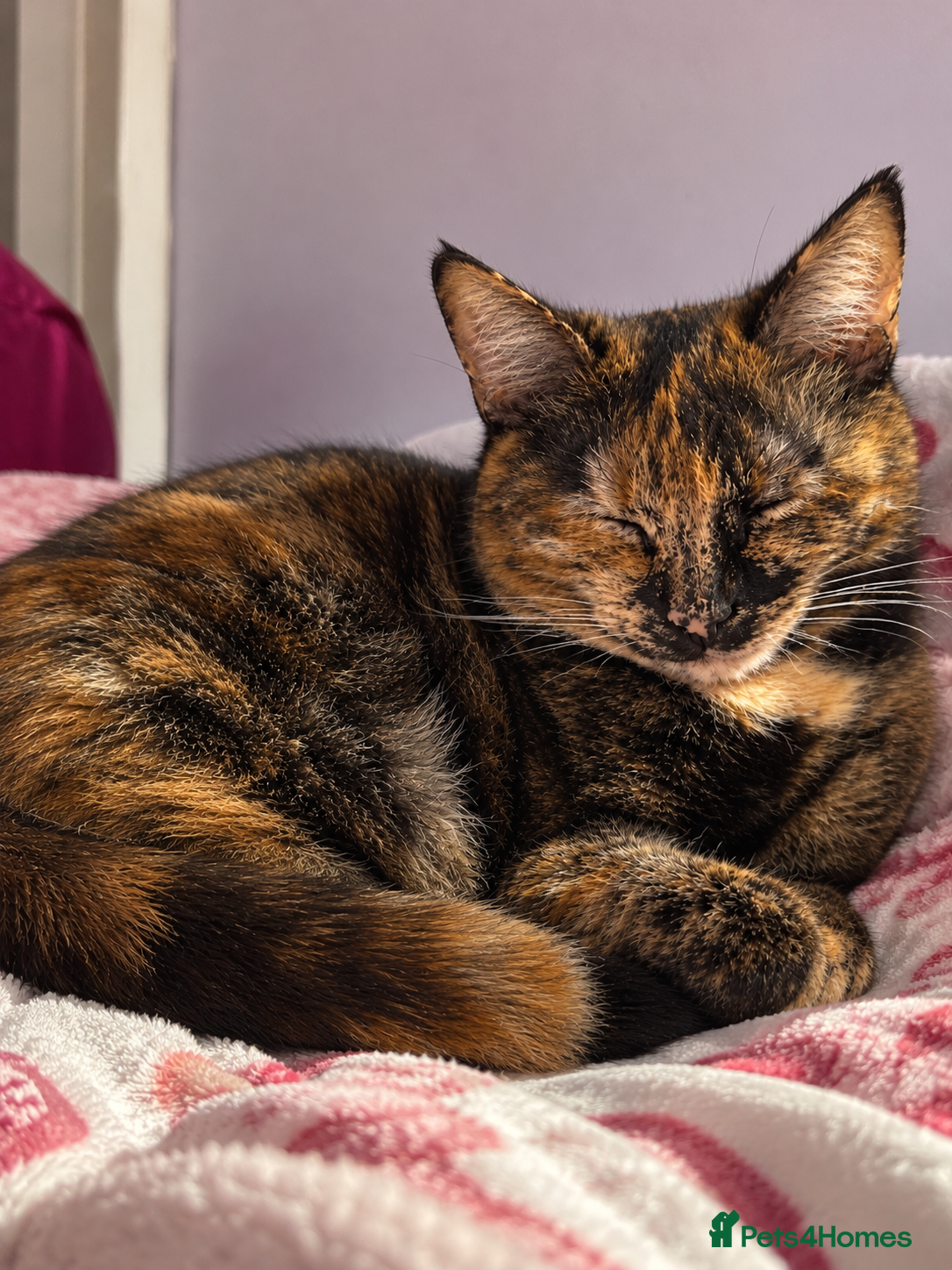 Mixed Breed cats for sale: Gorgeous Fluffy Kittens Seeking Loving Homes 🐾 - Advert 2