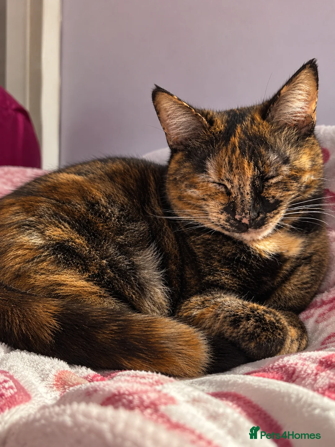 Mixed Breed cats for sale: Gorgeous Fluffy Kittens Seeking Loving Homes 🐾 in London - Advert 2