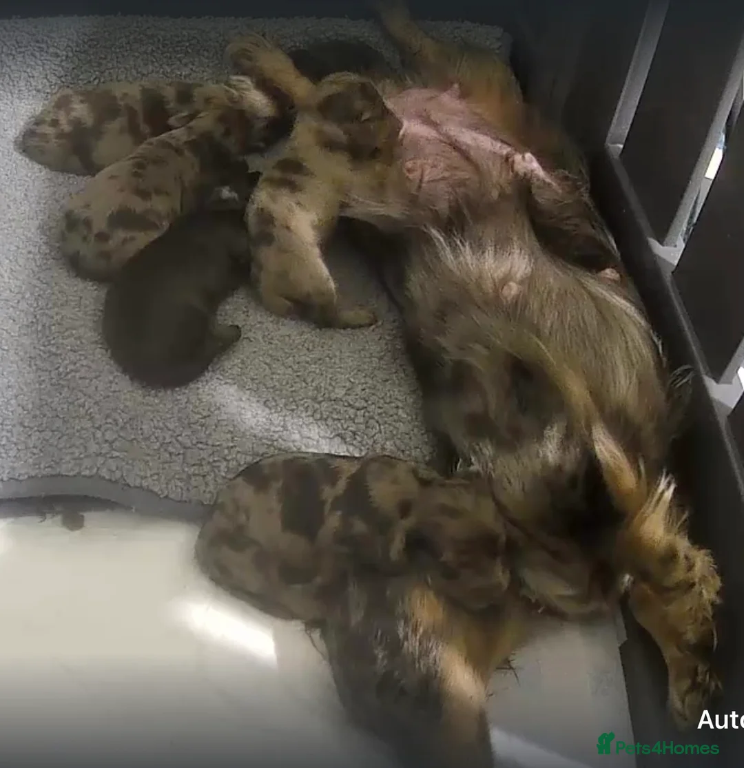 Miniature Dachshund dogs for sale: Beautiful long hair miniature dachshund pups - Advert 2