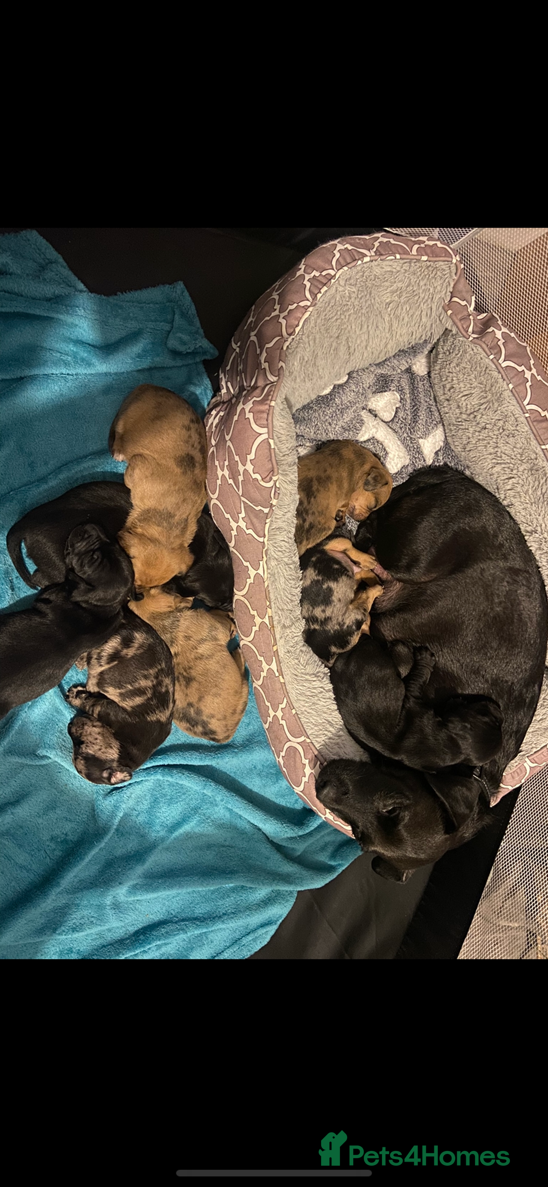 Mixed Breed dogs for sale: Dachshund cross Patterdale - Image 4