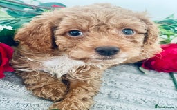 Cavapoo dogs for sale: 🐶 Beautiful F1B Cavapoo Puppies for Sale 🐶 - Image 5