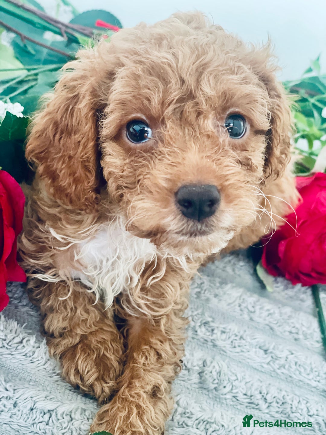 Cavapoo dogs for sale: 🐶 Beautiful F1B Cavapoo Puppies for Sale 🐶 - Image 5