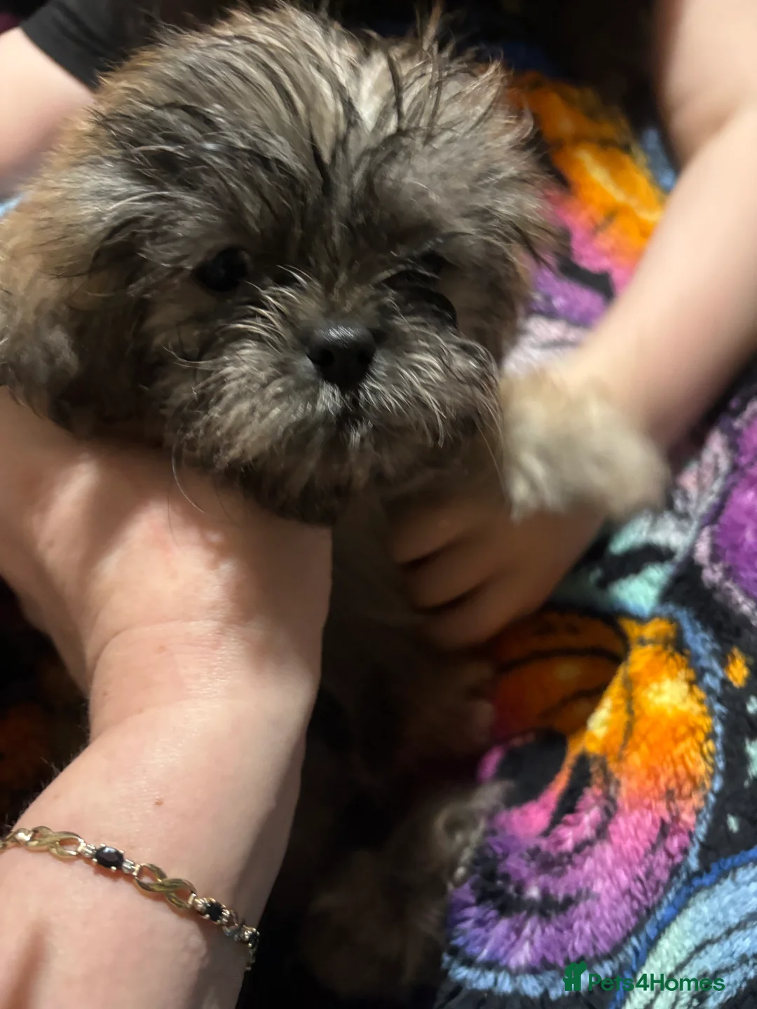 Shih Tzu dogs for sale: Adorable Puppies Looking for Their Forever Homes  - Advert 7
