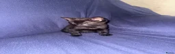 Mixed Breed cats for sale: Mixed Breed Kittens  - Advert 3