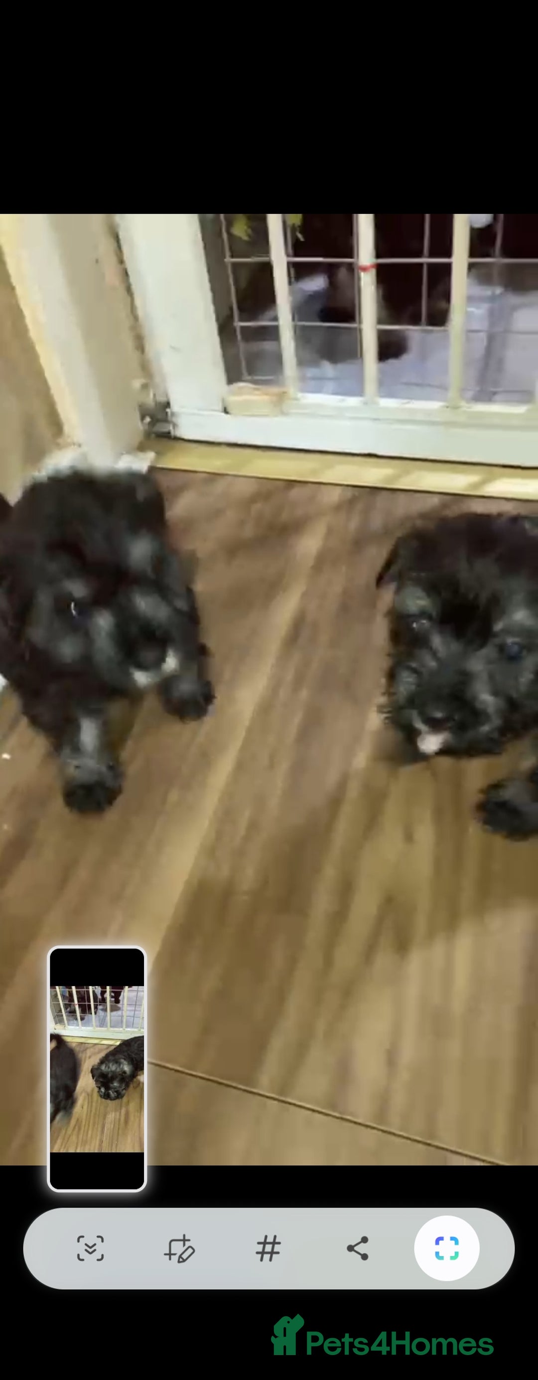 Miniature Schnauzer dogs for sale: MINITURE SCHNAUZER PUPS MIDDLESBROUGH  - Advert 5