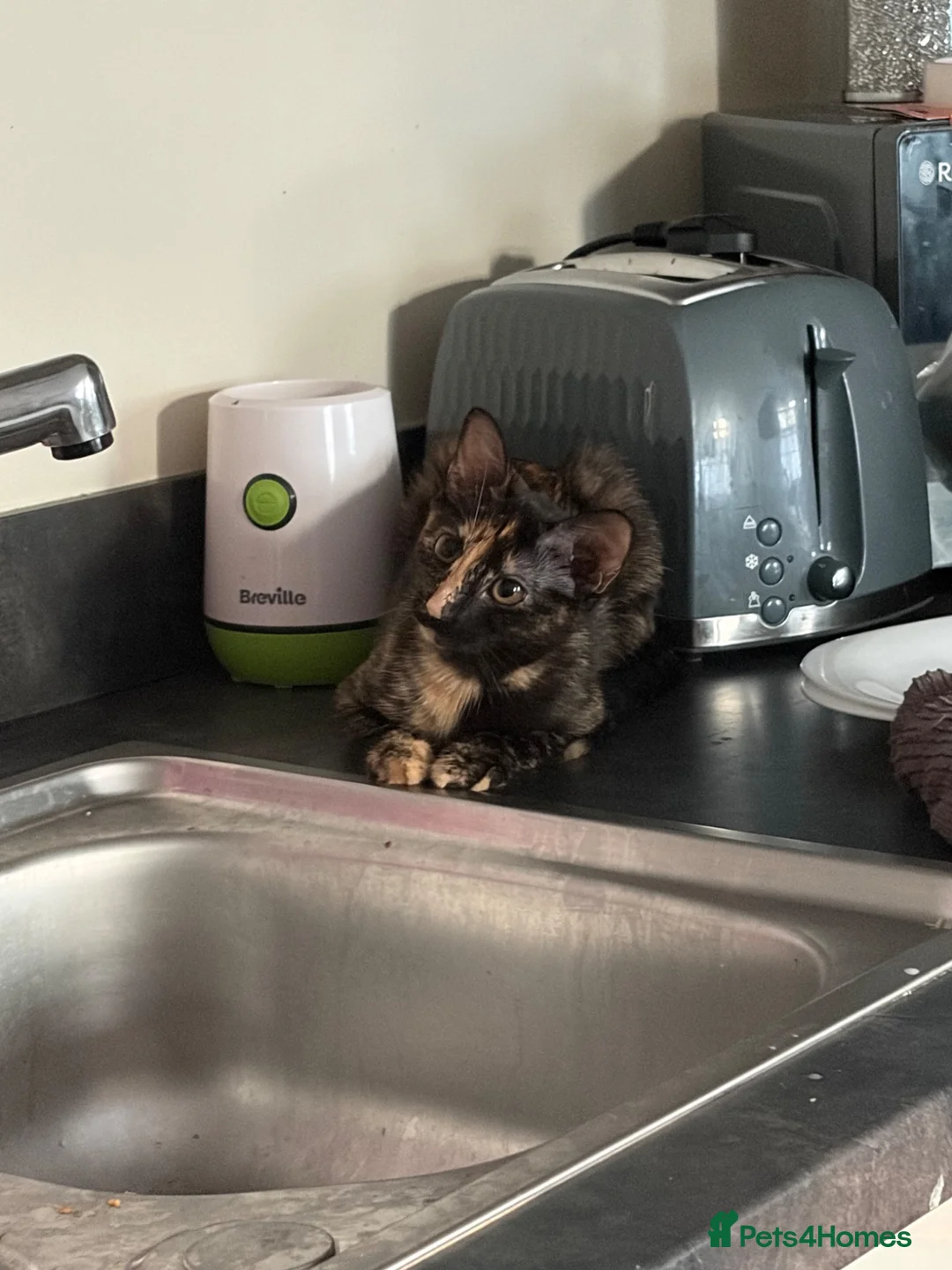 Siamese cats for sale: Kitten 4 months old  - Advert 3