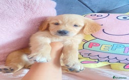 Golden Retriever dogs for sale: Beautiful KC golden pups ready to leave 🥰🥰🏡 - Image 12